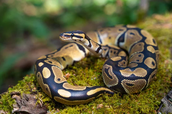 Egy gyönyörű boa constrictor él egy terráriumban. Mesterséges körülmények között tartani a kígyót. Hidegvérű és hüllő Stock Kép