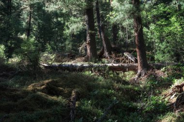 Yoğun karanlık ormanlar ve devrilmiş ağaçlar. Rezervasyon. Vahşi doğa. Bol yeşillik ve temiz hava.