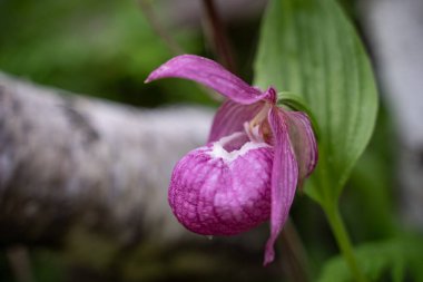 Bahçede parlak pembe bir orkide. Bahçede güzel kokulu çiçekler yetişiyor..