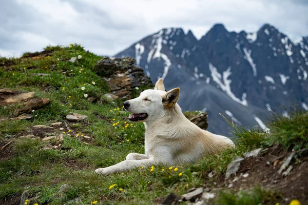 Szczęśliwy pies leży pośród gór. Była zmęczona wstawaniem i wystawaniem z języka. Podróże i turystyka ze zwierzętami — Zdjęcie stockowe