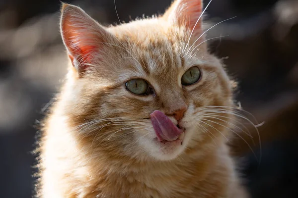 Gato jengibre gordo de cerca. La mascota sacó su lengua divertida, se lame el hocico. Animales favoritos. Fotos de stock libres de derechos