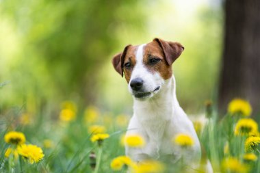 Sarı çiçekli şirin Jack Russell Terrier. Kahverengi benekli beyaz bir köpeğin portresi.