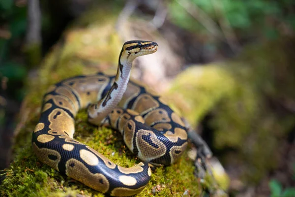 Una joven pitón real yace sobre la hierba verde. Levantó la cabeza y mira majestuosamente a la distancia. Reptiles de sangre fría. — Foto de Stock