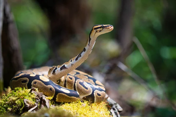 Koninklijke python rolde in een bal in het gras. De slang tilde zijn kop op en kijkt aandachtig in de verte. Terrarium. — Stockfoto