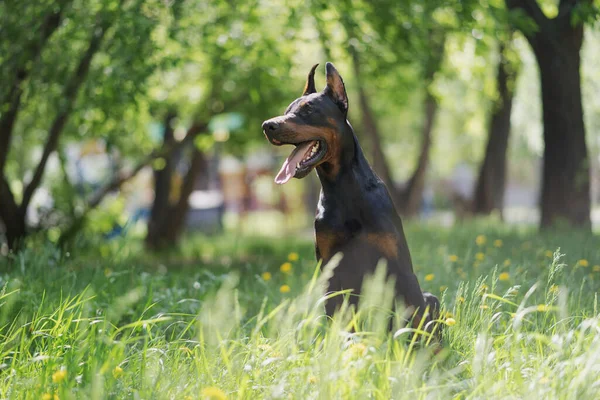 Egy boldog doberman ül a magas zöld fűben. Kutyasétáltatás a parkban. — Stock Fotó