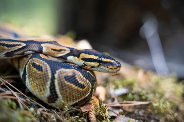 A curled up boa constrictor lies in the forest close-up. Observing animals. Reptile