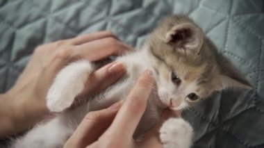 Dişiler çizgili yavru kediyi elle okşuyor. Uyuyan küçük kedi, tapılası yorgun hayvan portresi.