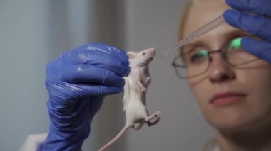 Bir bilim adamı bir laboratuvar faresi üzerinde deney yapıyor. Araştırmacı modern, parlak bir laboratuvarda çalışıyor..