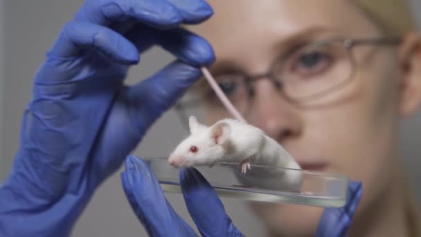 Un científico realiza un experimento con un ratón de laboratorio. El investigador trabaja en un moderno laboratorio brillante. — Vídeos de Stock