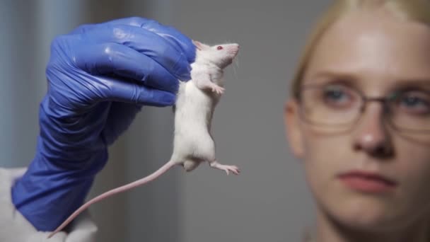 Um médico cientista em luvas azuis segurando camundongo laboratório branco e uma seringa, a fim de realizar um experimento e testar a vacina — Vídeo de Stock