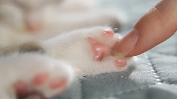 Gato gris patas en la cama blanca. Pata de gatito esponjosa de cerca. lindo gato pies estiramiento — Vídeos de Stock