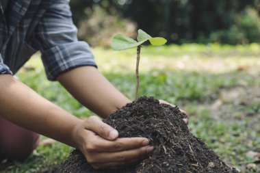 Genç adam küçük fideleri mineral zengini saksı toprağına nakletti ve bitkileri sulamaya hazırladı, bitkiler havadaki ve topraktaki oksijenin artmasına, Dünya 'yı sevmesine ve çevrenin korunmasına yardımcı oldu.