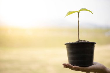 Genç adam bir ağaç dikmeye hazırlanmak için bir fidan tutuyordu, çevreyi korumak ya da sevmek için, ya da toprağı korumak için, havaya oksijen ekmek için, dünyayı kurtarmak için, hayat kurtarmak için..