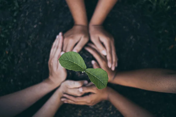 Young Men Women Protecting Seedlings Preparing Plant Soil Ready Growth — Stock Photo, Image