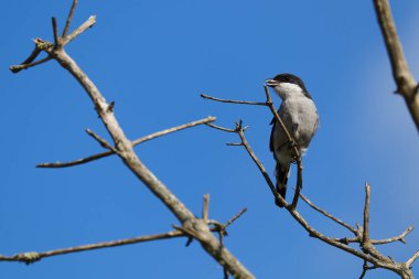 Mali Shrike Kuş Ağaçta (Lanius collaris), Mossel Körfezi, Güney Afrika