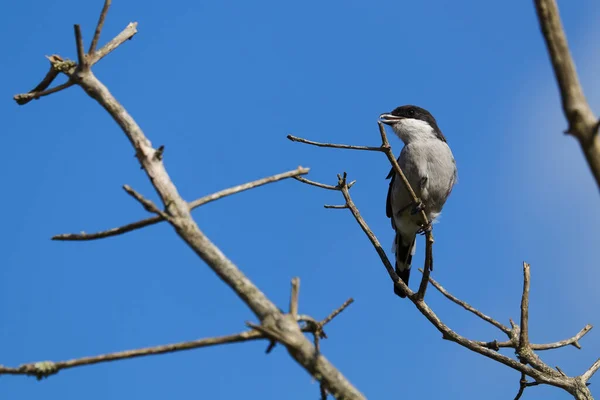 Fiskalny Ptak Krewetkowy Gałęzi Drzew Lanius Collaris Zatoka Mossel Republika — Zdjęcie stockowe