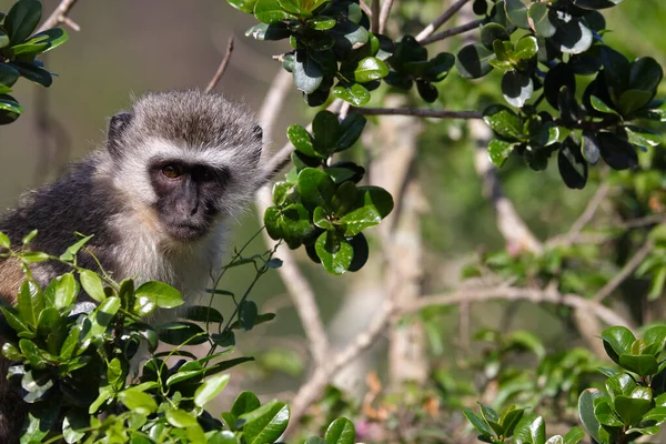 Vervet Monkey Amongst Green Leaves Chlorocebus Pygerythrus Mossel Bay Sudáfrica — Foto de Stock