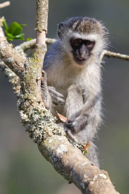 Vervet Maymunu Yaprakla Oturuyor (Chlorocebus pygerythrus), Mossel Körfezi, Güney Afrika