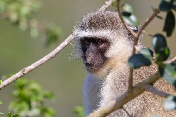 Vervet Monkey Tree Looking Chlorocebus Pygerythrus Mossel Bay Südafrika — Stockfoto