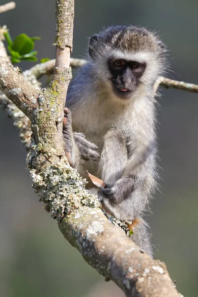 Mono Vervet Sentado Con Hoja Chlorocebus Pygerythrus Mossel Bay Sudáfrica — Foto de Stock