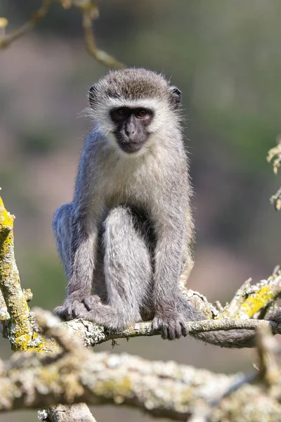 Vervet Monkey Sentado Branch Looking Chlorocebus Pygerythrus Mossel Bay Sudáfrica — Foto de Stock