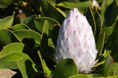 Kral Protea 'nın Kapalı Çiçek Başlı Ampulü (Protea cynaroides), Betty Körfezi, Güney Afrika