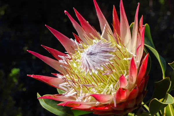 King Protea Flower Head Full Bloom Protea Cynaroides Betty Bay — Fotografia de Stock