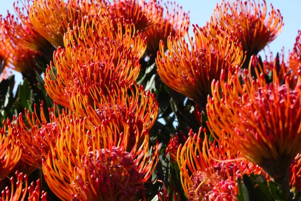 Silver Edge Pincushion Protea Flores Bloom Leucospermum Patersonii Betty Bay — Fotografia de Stock