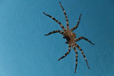 Kıllı Duvar Yengeç Bakışı (Selenops Radyasyonu), Pretoria, Güney Afrika
