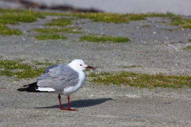 Hartlaub 'un Martı Kıyı Rüzgarında (Larus hartlauthe), Paternoster, Güney Afrika