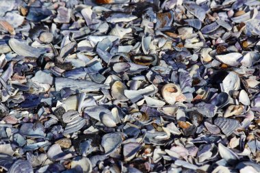 Atlantik kıyısında ezilmiş deniz kabukları, Paternoster, Güney Afrika