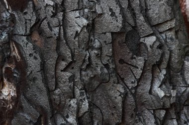 Yanmış Monterey Çam Ağacı Kabuğu (Pinus radiata))