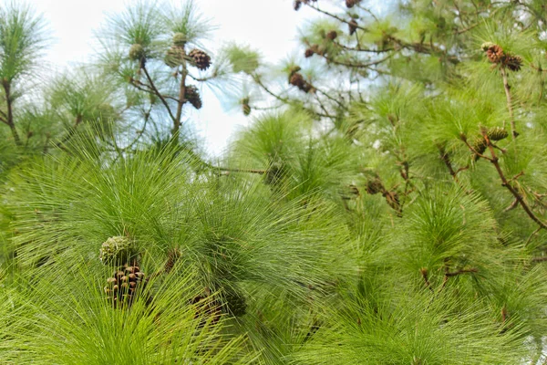 Monterey Pine Cones Needles Pinus Radiata — Stock Photo, Image