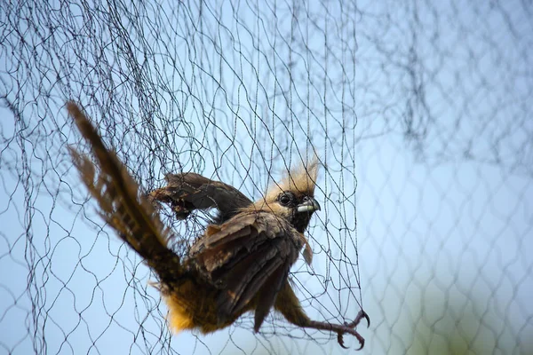 Speckled Mousebird Caught In Birding Net (Colius striatus), Pretoria, South Africa