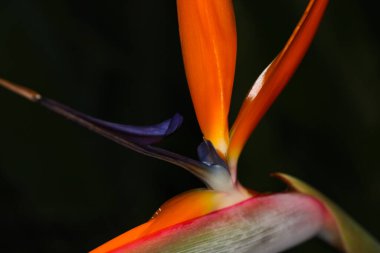 Vibrant Strelitzia Crane Çiçeği Yakın plan (Strelitzia reginae), Güney Afrika