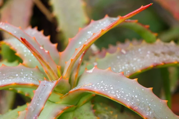 Rain Drops Serrated Octopus Aloe Leaves Aloe Vanbalenii África Sul — Fotografia de Stock