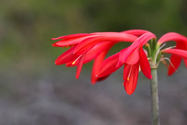 Fire Lily Flowers Stalk Close Cyrtanthus Ventricosus Mossel Bay Sudáfrica — Foto de Stock