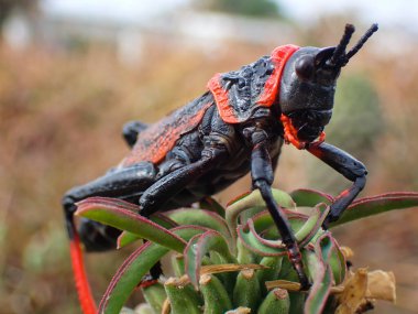 Toksik Koppie Köpük Çekirge Çekirgesi Çekirge Çekirgesi (Dictyophorus spumans), Mossel Körfezi, Güney Afrika