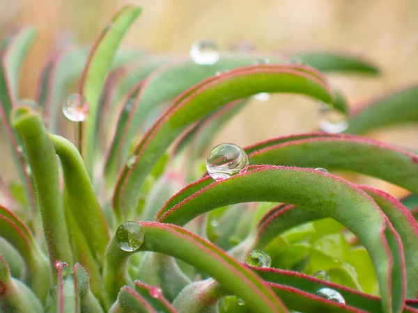 Gotas Chuva Pescoço Avestruz Euphorbia Leaves Euphorbia Clandestina Mossel Bay — Fotografia de Stock