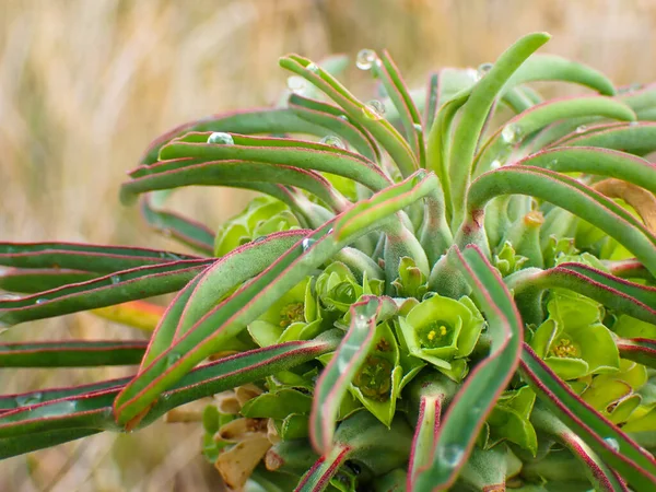 Flor Flores Pescoço Avestruz Euforbia Euphorbia Clandestina Mossel Bay África — Fotografia de Stock