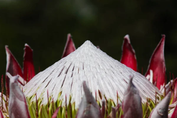 King Protea Flower Head Crown Protea Cynaroides Betty Bay África — Fotografia de Stock