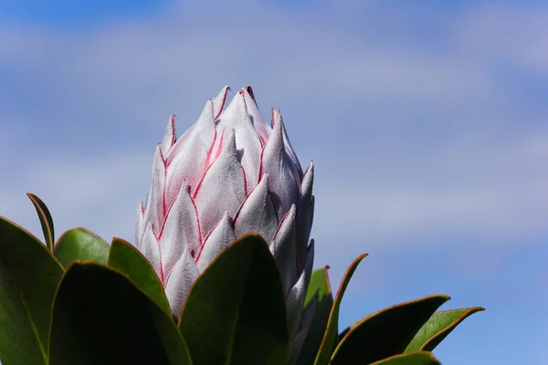 King Protea Flower Head Bulb Blue Sky Protea Cynaroides Betty — Fotografia de Stock