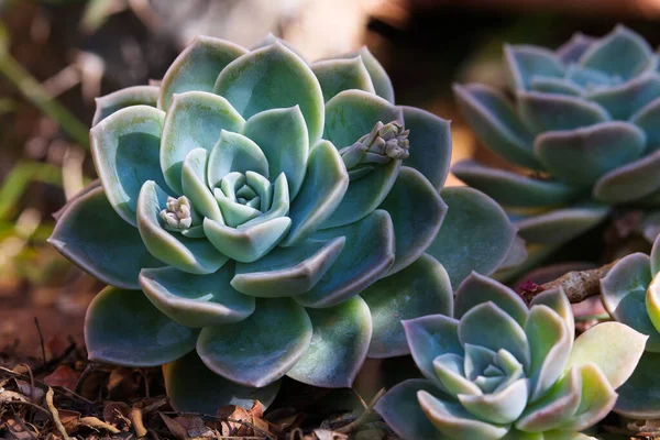 Blue Rock Rose Planta Suculenta Echeveria Imbricata África Sul — Fotografia de Stock