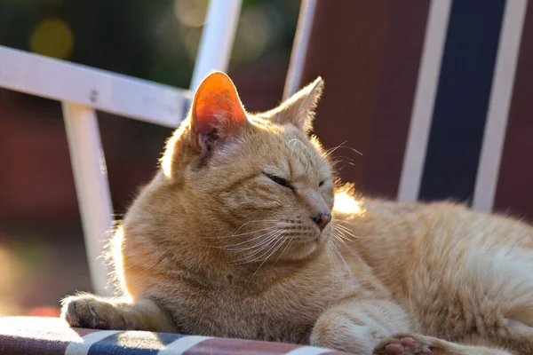 Gingembre Orange Tabby Cat Relaxant Plein Air Lumière Soleil — Photo