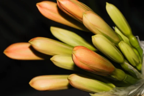 Bush Lily Flower Bud Cluster Clivia Miniata África Sul — Fotografia de Stock