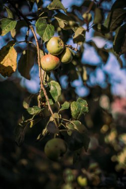 Güzel dalları ve meyveleri olan elma ağacı. Kırmızı ve yeşil elmalar. Elma ağacı yaprakları. Bahçedeki elma ağacı. bitkiler ve ağaçlar