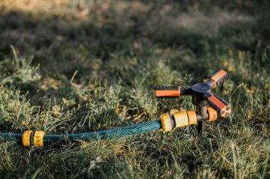 Damlatma sulama. Fotoğraf, sulama sisteminin yükseltilmiş bir yatakta olduğunu gösteriyor. Güneşli bir günde yeşil bir çimenlikte sulama. Güneş ışınları damlaların arasından geçiyor. Çim sulama aygıtı