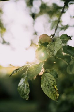 Güzel dalları ve meyveleri olan elma ağacı. Kırmızı ve yeşil elmalar. Elma ağacı yaprakları. Bahçedeki elma ağacı. bitkiler ve ağaçlar