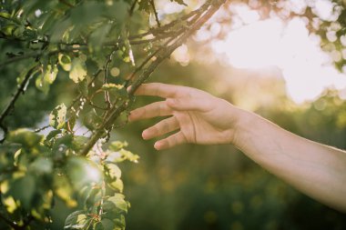 El, ağacın dallarına uzanır. Güneş dalları aydınlatıyor. Eller ve doğa. Doğaya dokun