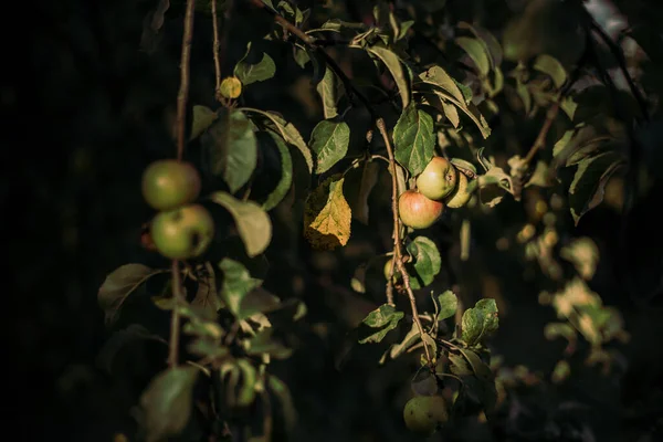 Apple tree with beautiful branches and fruits. Red and green apples. Apple tree leaves. Apple tree in the garden. plants and trees